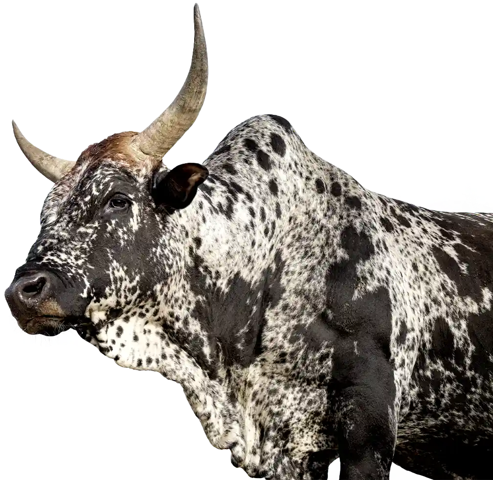 Nvest Bull